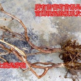 大葡萄苗基地成品葡萄苗價(jià)格大葡萄種植方法