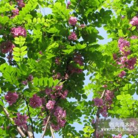 香花槐基地|香花槐价格、香花槐批发