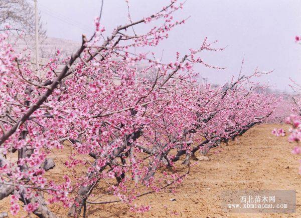 紅梅、貼梗海棠、榆葉梅、日本海棠