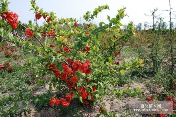 紅梅、貼梗海棠、榆葉梅、日本海棠