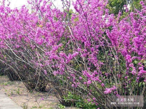 高杆女贞、紫荆、广玉兰、银杏树、