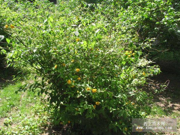 棣棠、櫸樹、楊樹、碧桃、繡線菊