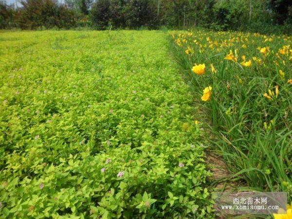 棣棠、榉树、杨树、碧桃、绣线菊