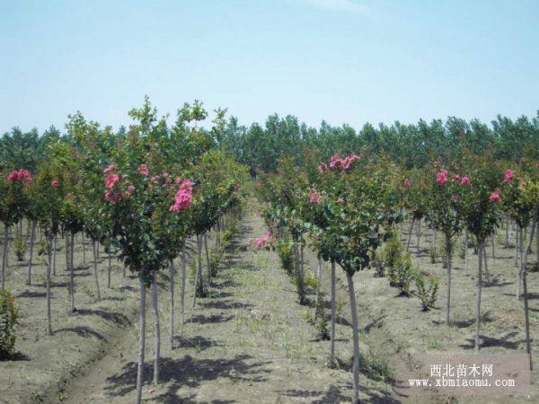 紫薇、叢生紫荊、紅花木槿、杜鵑