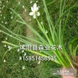 大量供应地被植物，葱兰基地价格