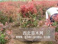 登封-2米8紅葉石楠球價格報價