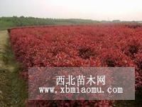 西峽-紅葉石楠價格，50公分紅葉石楠價格，1米紅葉石楠價格