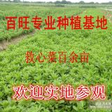 救心菜種苗，養(yǎng)心菜種苗