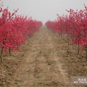 新疆楊價格、紅葉碧桃價格、合歡價格、香花槐價格、珍珠梅價格表