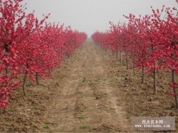 紅葉碧桃、合歡、香花槐、珍珠梅