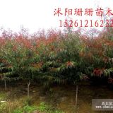 榆葉梅.美人梅.紅葉碧桃.紫荊.紫玉蘭