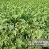 薄皮核桃種植基地|8515薄皮核桃樹苗價(jià)格|美國(guó)核桃價(jià)格