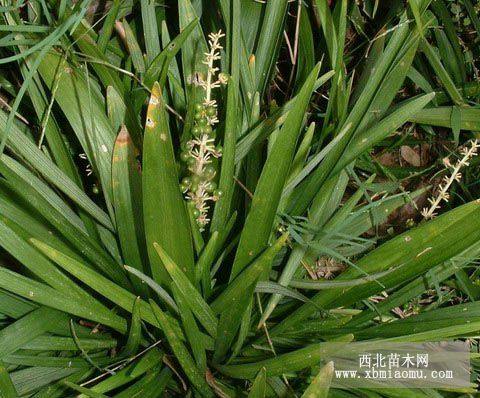 麦冬，鸢尾，马尼拉，