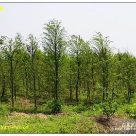 落羽杉價格 中山沙價格  中山沙基地