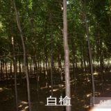 辽宁榆树基地供应3-5公分榆树