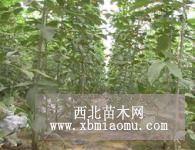 山东速生白蜡小苗，速生白蜡价格，白蜡供应商