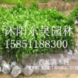 苗圃大量出售40-50-60-7080公分高大葉黃楊價格報(bào)價