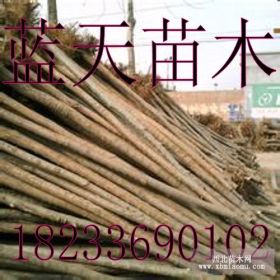 大量供應米徑3-15公分榆樹、刺槐、柳樹等苗木