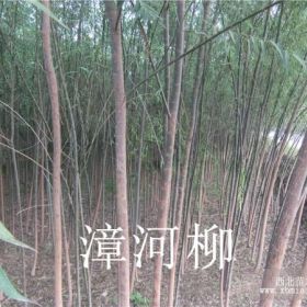 大量供应 旱柳 垂柳 漳河柳 新疆杨 速生杨