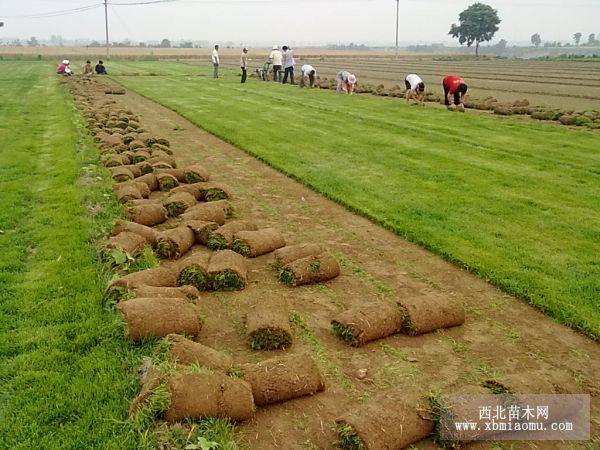 綠化苗木 苗木基地 銷售苗木