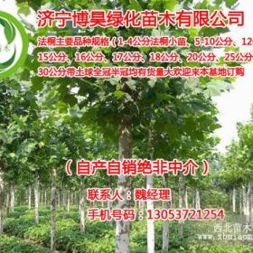 供應(yīng)6公分法桐小苗品種齊全