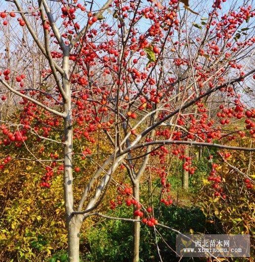 出售絢麗海棠，冬紅海棠