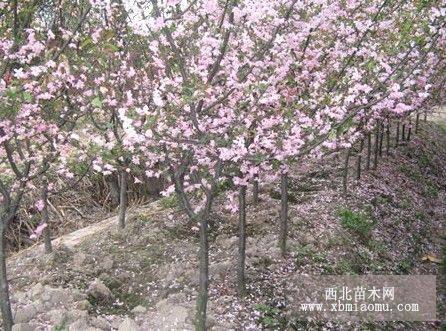 出售西府海棠，垂絲海棠，鉆石海棠