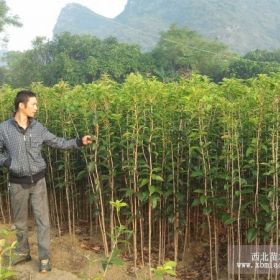 桂林八月桂花小苗桂花苗便宜卖