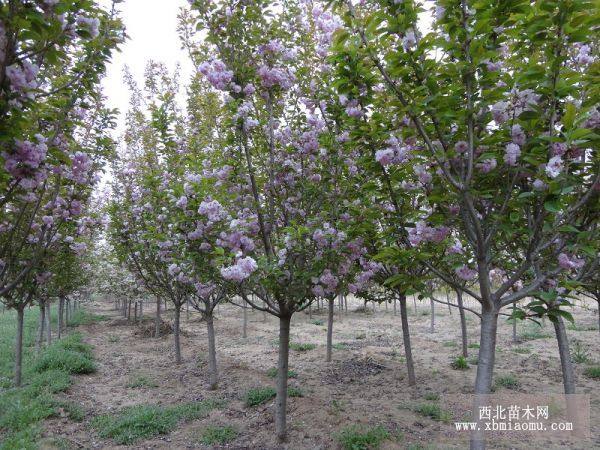 櫻花，紫葉李，各種海棠