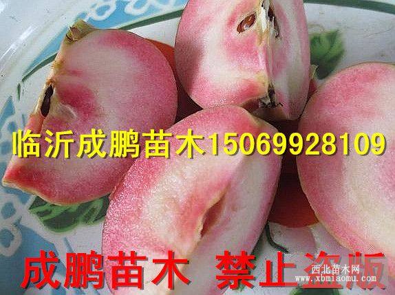 臨沂紅富士蘋(píng)果苗