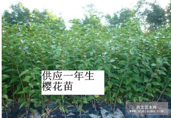 河南地徑2公分櫻花苗木