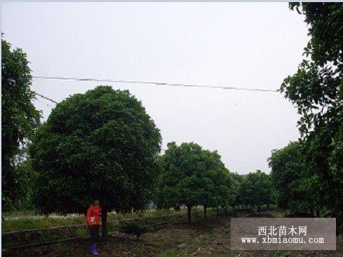 金華小桂花價(jià)格，金華大桂花樹(shù)價(jià)格