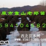 沈阳塔柏树|丹东桧柏球|辽宁圆柏球价格|耐寒桧柏小苗