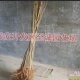 香椿苗價格 香椿苗供應(yīng) 優(yōu)質(zhì)香椿苗批發(fā)