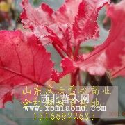 金紅楊喜濕潤，耐干旱，耐鹽堿，適應(yīng)范圍廣，