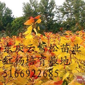 金紅楊規(guī)格齊全金紅楊生產(chǎn)供應(yīng)商