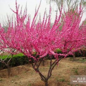 大量供应榆叶梅，