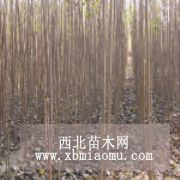 專業(yè)楊樹苗種植基地 原黃林牧業(yè) 批發(fā)價(jià)格出售各種樹苗