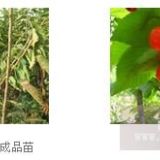 櫻桃嫁接以櫻桃的實(shí)生苗、山櫻、櫻花等為砧木