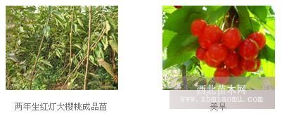 櫻桃嫁接以櫻桃的實生苗、山櫻、櫻花等為砧木