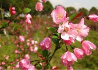 垂絲海棠、紫薇.紫荊.櫸樹.法桐、紫葉李.高桿女貞