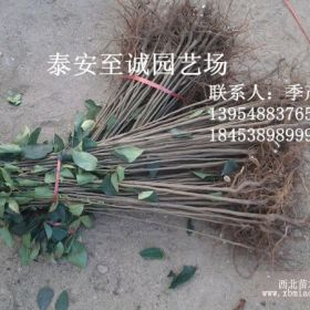 甜茶苗价格  甜茶苗供应 优质甜茶苗培育基地