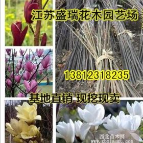 苗圃直銷，白玉蘭小苗 ，紫玉蘭小苗，紅玉蘭小苗等， 規(guī)格齊全