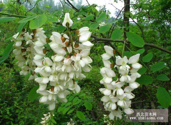 大量刺槐