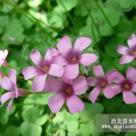 红花炸酱草 山东 青州 天津 北京 紫花炸酱草