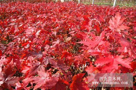 紅楓小苗 兩年生雞爪槭小苗