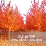 紅楓 紅楓價格 紅楓供應(yīng) 紅楓信息