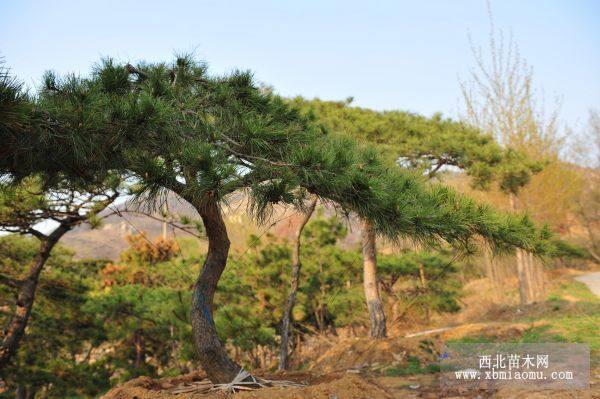 造型油松 精品油松 黑松