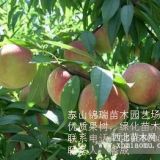 山東桃苗種植基地|0.8—5公分桃苗