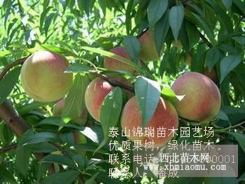 山東桃苗種植基地|0.8—5公分桃苗